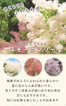 ☆ちる☆　スモークツリーふわふわ完売！ RustYokohama . . ふわふわとした花穂と様々な葉色が魅力の
